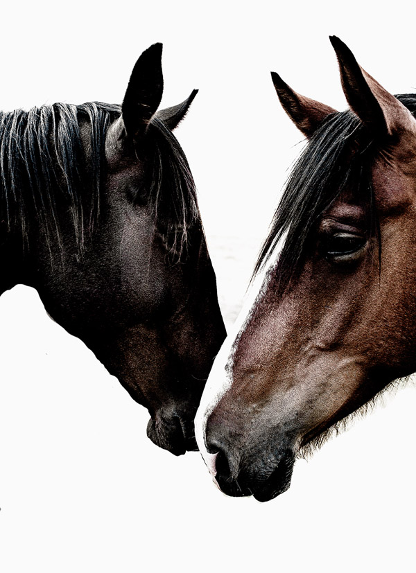 rosenlund_horses