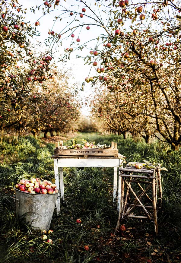 rosenlund_orchard
