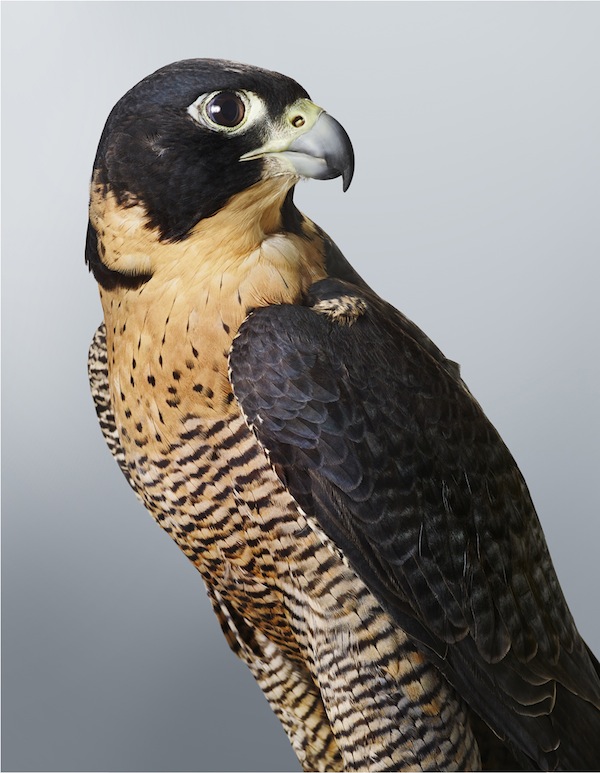 1 'Cleo' Peregrine Falcon