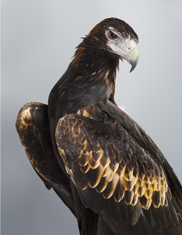 3 'Soren' Wedge-Tailed Eagle